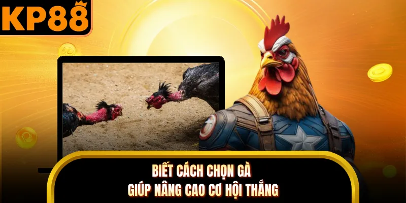 Biết cách chọn gà giúp nâng cao cơ hội thắng